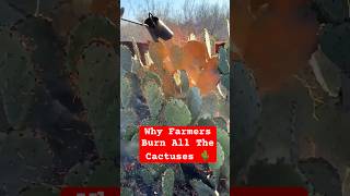Why Are Farmers Burning Cactus