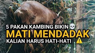 5 Deadly Foods That Can Cause Goats to Sudden Death