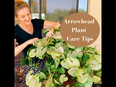 Arrowhead Plant Care Tips #shorts #houseplants