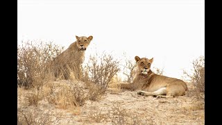 Kgalagadi, Road to Nossob, Melkvlei picnic area Puff Adder Experience (23 Oct - 1 Nov) Day 1 - 3