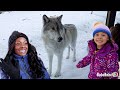 FACE TO FACE WITH WOLVES! | Yellowstone Vlog