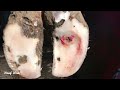 Repair Cow Hoof Found Something Cows Hoof Restoration Start To Finish Farrier ASMR Satisfying Part22