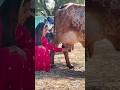 American cow have a big record in Brazil country