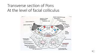 External and internal features of Pons