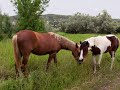 &quot;НОКТЮРН ПРОШЕДШЕГО ЛЕТА&quot;... (Фото со стены Ольги Токаревой (Москва), музыка Дэвида Ланца (США))