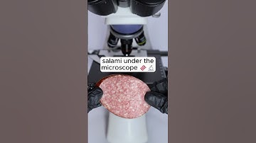 🤤🌭🔬 A slice of delicious salami under the microscope #microscopics #undermicroscope
