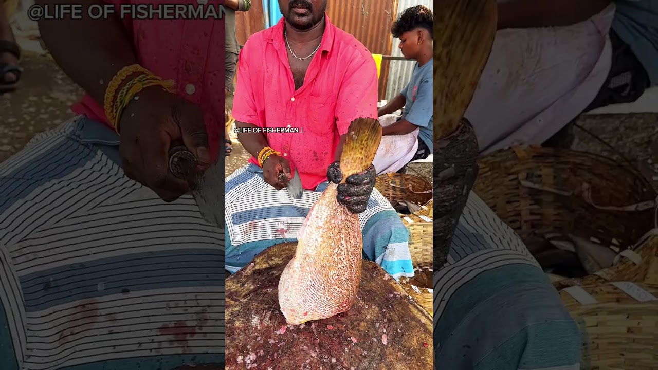 KASIMEDU🔥LIVE🚨KALAVAN FISH CUTTING VIDEO