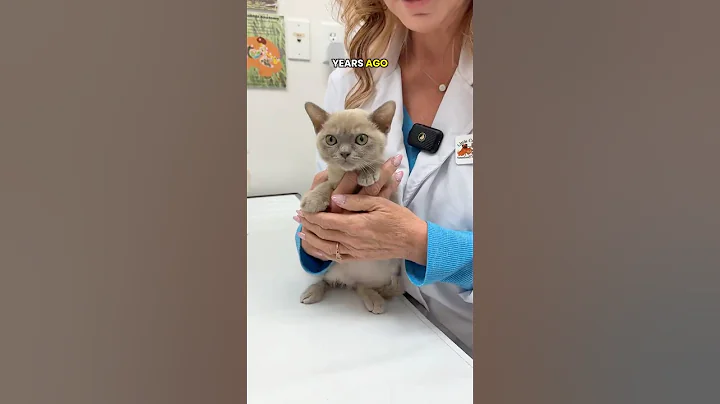 Watch the video about This sweet Burmese kitten came in for his first wellness exam 🐱 #burnesecat #kitten n