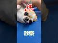 ぐったりして脇とお腹が熱っぽい2歳のチワワが動物病院にやって来た！
