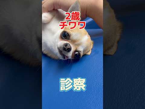 ぐったりして脇とお腹が熱っぽい2歳のチワワが動物病院にやって来た！