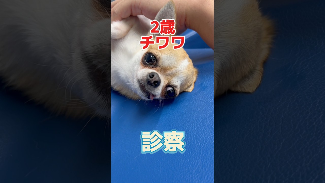 ぐったりして脇とお腹が熱っぽい2歳のチワワが動物病院にやって来た！