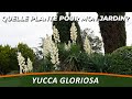 Le yucca gloriosa  quelle plante pour mon jardin 