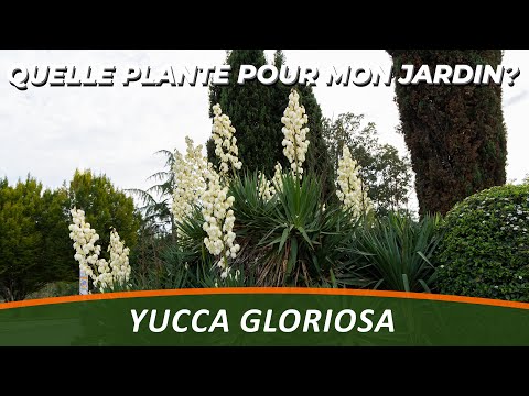 Vidéo: Red Yucca Care : En savoir plus sur la plantation d'un yucca rouge dans le jardin