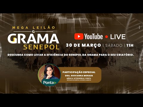 LIVE Mega Leilão Genética GRAMA SENEPOL 2024