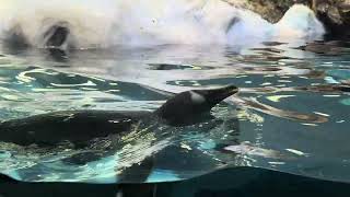 Penguins - April 6, 2024 - Loro Parque by Tilikum16 139 views 2 days ago 3 minutes, 55 seconds