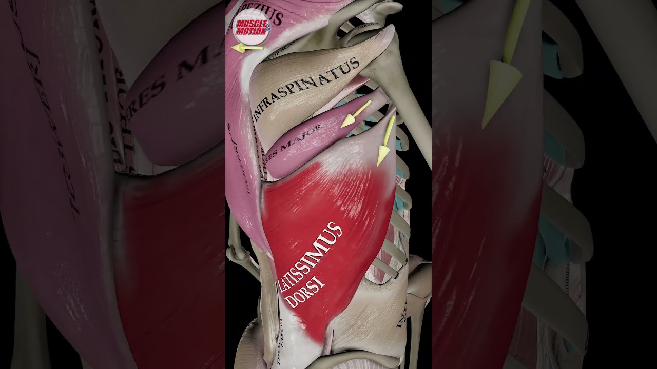 The Single Arm Row Like You’ve Never Seen Before 💥