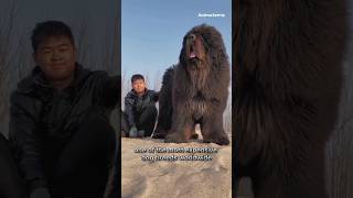 Tibetan Mastiff  the Most Expensive Dog Breed in the World #shorts