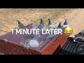 Racing Pigeons- 41 miles part 2 - The best video of my pigeons in flight