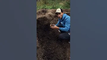 Раскопки Очередь личинок