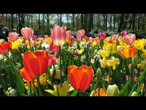 Video: Mga Atraksyon Sa Holland: Mga Halamanan Ng Keukenhof