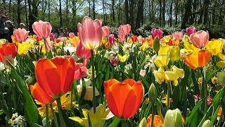 : Beautiful tulips in Keukenhof 2019