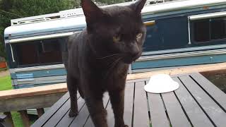 In memory of Magic, taken way too soon by feline leukemia , he was about 6 and was very loved... by Wasserman Gigi Batboy and Not The Mama 20 views 4 years ago 30 seconds