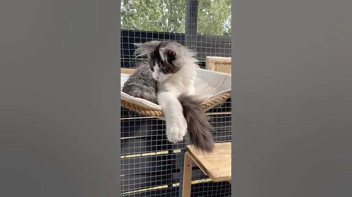 Video 10379511: maine coon cat cutecat, maine coon kitty cat, cat pet maine coon, maine coon cat kitten, coon cat kitten cute, maine coon cat animals, pets kitty funnycats cutecat