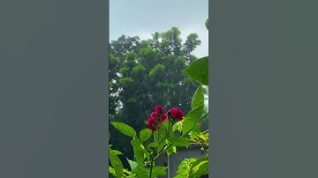 ﴿كلتا الجنتين اتت اكلها ولم تظلم منه شيئا﴾🌹 #سورة_الكهف #ماهر_المعيقلي