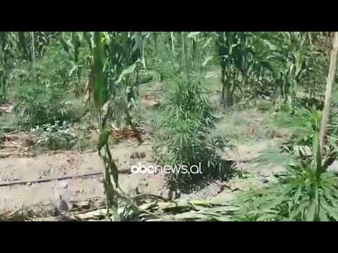 Fier, zbulohen 6 mijë rrënjë kanabis në arën me misër | ABC News Albania