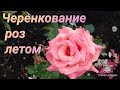 Розы. Черенкование роз после первой обрезки.