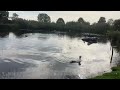 Clinic ducks having a wash on the pond
