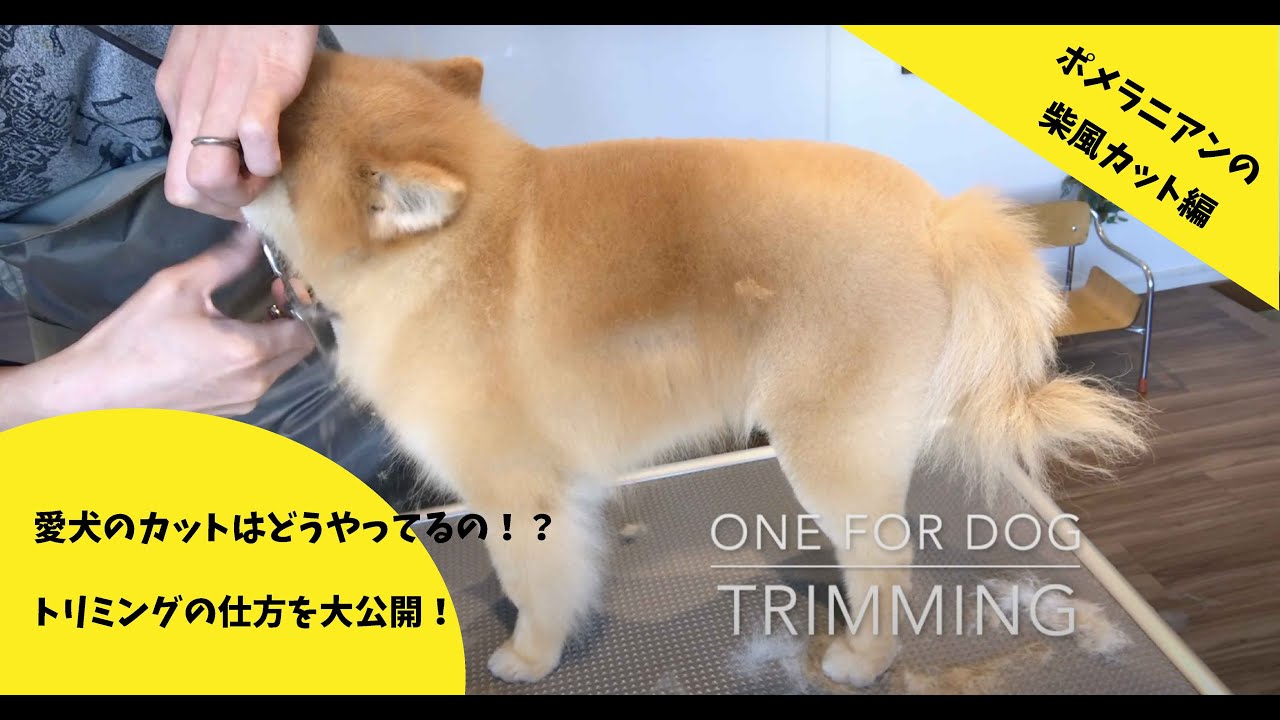 ポメラニアンの柴犬カット One For Dog Youtube