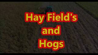 Hay Fields and hogs