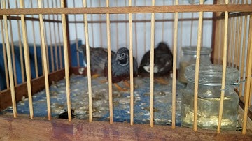 Chim cút Thái hay gọi là cút Hắc Hẹ