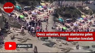 Deniz aslanları, yaşam alanlarına gelen insanları böyle kovaladı