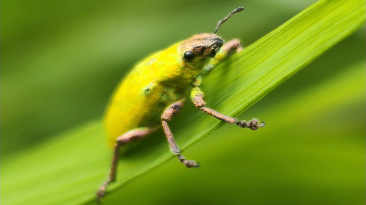 Tiny Insects Up Close | Beetles & Unknown Micro Creatures in Nature