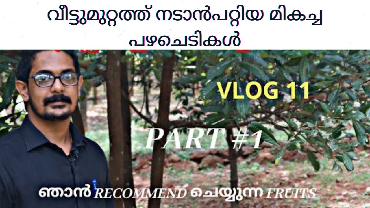 വീട്ടുമുറ്റത്തു നടാൻപറ്റിയ മികച്ച ഫ്രുട്ട്‌സ് ഇനങ്ങൾ ഏത് ഒക്കെ ??/Recommend fruits/kennas vlog.