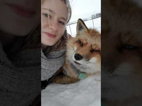 Finnegan the fox