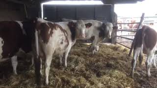 بيع الأبقار: وصول ماشية ذات جودة عالية لزيارة مزارعنا من فئة montbéliarde  اتصلو على 00212603459689