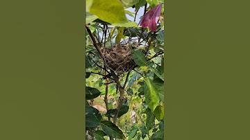 wah menemukan anakan burung #burung #cendet