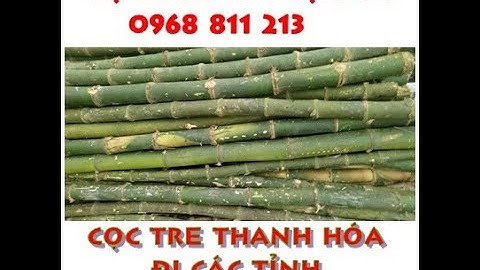 Cọc tre gốc giá Đại Lý, giao hàng toàn quốc