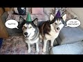 Dog gets Everything he asks for For his Birthday with Keyush and Nephew Nook