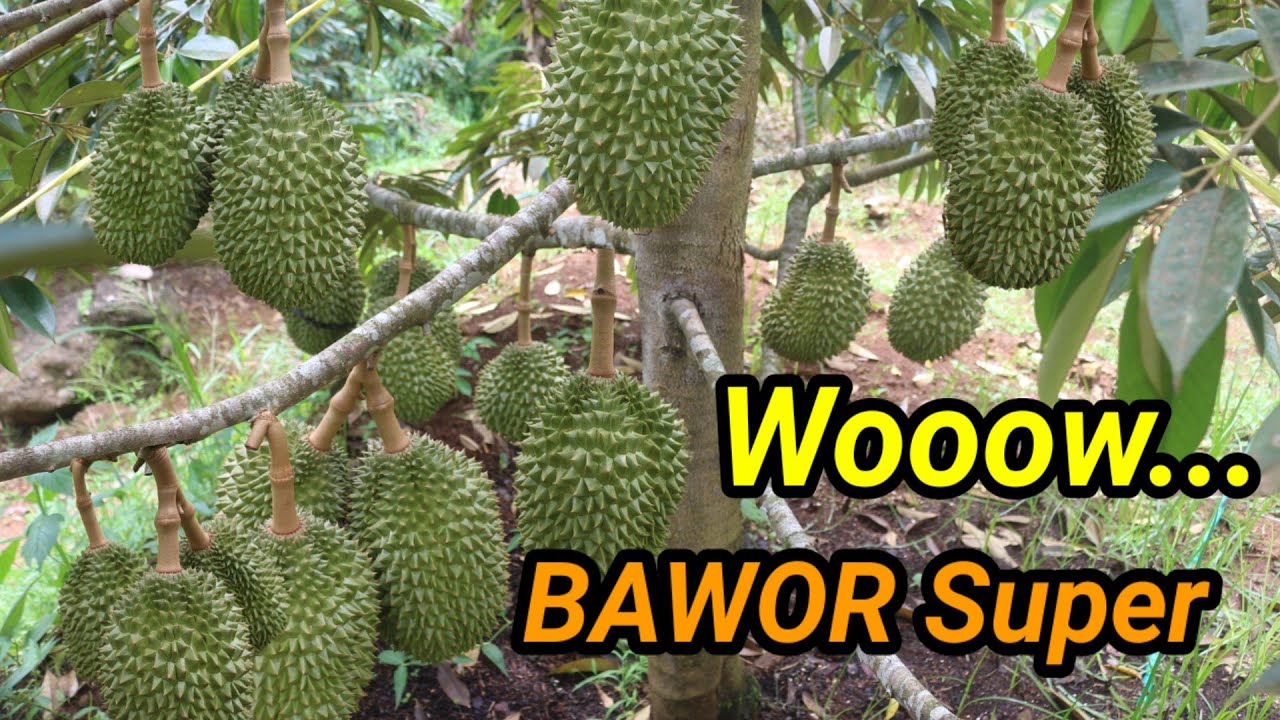 Durian Bawor Super-Hanya Pake Pupuk Organik Tidak Sampe Tiga Tahun Berbuah Lebat