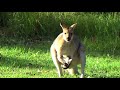 Кенгуру ест хлеб. Kangaroo