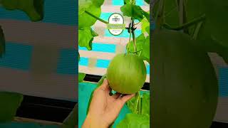 Teras Melon Gree  Corner Indonesia #greencor #garden #gardening #melonhidroponik #farming