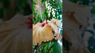 O Karam💞 Khudaya Hai💯Hindi MP4 BR Popular Song (1020)HD