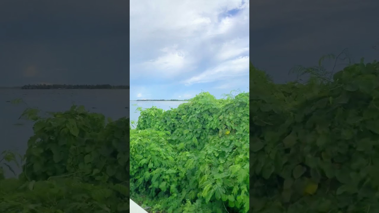 এইটা নাটোরের চলনবিল ll বাংলাদেশের সবচেয়ে বড় বিল  || Chalan Beel, Natore #shorts #chalanbil
