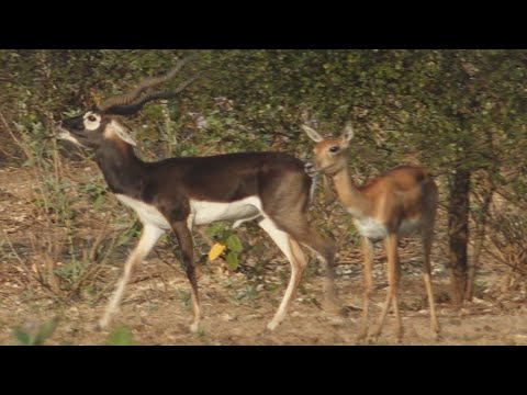 Blackbuck deer indian animals జింకలు
