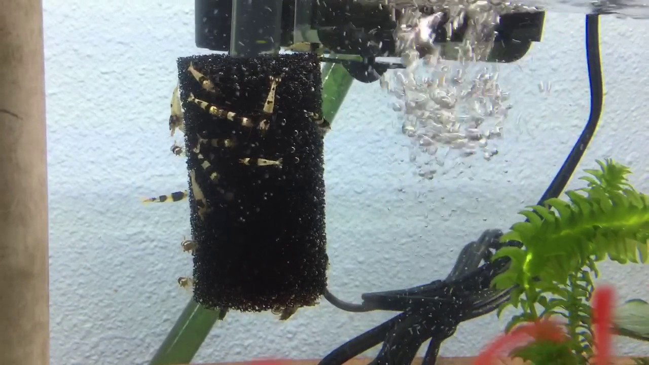 Freshwater Dwarf Shrimp For Sale! - YouTube