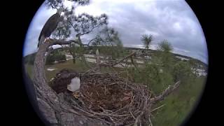 M15 With Squirrel For Harriet, Then Brings Stick Sw Florida Eagle Cam Fdn